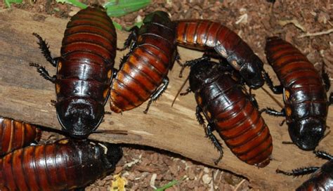 5 Home Remedies To Get Rid of Cockroaches - lifeberrys.com