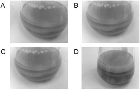 Acetobacter Isolation Process Image 的图像结果