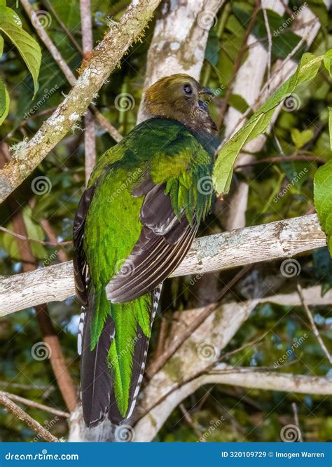 Resplendent Quetzal Trogon in Costa Rica Stock Image - Image of endangered, imogen: 320109729
