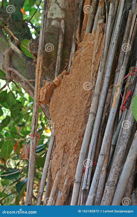 Termites Colony on Dried Wood Stock Illustration - Illustration of habitat, soil: 162185872 - habitat of termite