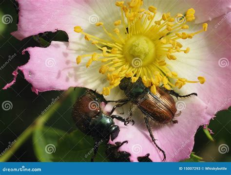 Garden Chafer Beetle stock image. Image of chafer, bronze - 15007293