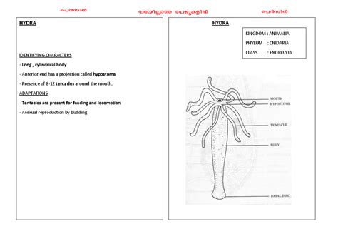 Practical - diagrams - HYDRA KINGDOM : ANIMALIA PHYLUM : CNIDARIA CLASS ...
