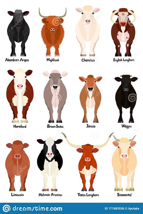 Set Of Various Breeds Cow At Front View Stock Vector - Illustration of length, livestock ...