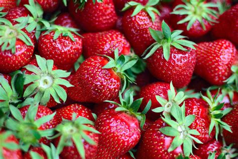 草莓是什么季节的水果 - 花百科