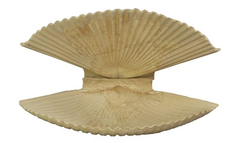 Image result for Ancient Shell Sea Creature