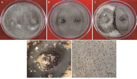 围小丛壳 Glomerella cingulata 子囊孢子交配繁殖、生物学特性及致病性