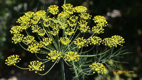 The Ultimate Guide to Growing Dill in Your Garden