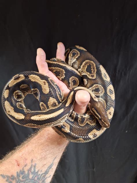 Image result for 6 Foot Ball Python
