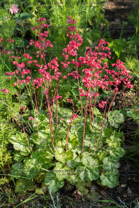Heuchera Sanguinea Coral Bells Firefly