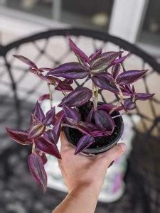 Must Buy Wandering Jew Plant Price in India - Buy Must Buy Wandering ...