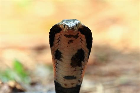 Indische Cobra Coluber naja ist bereit zum Angriff | Kostenlose Foto
