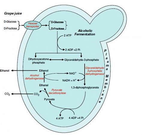 Mikrobiyoloji ve Toprak - Page 7 - agaclar.net