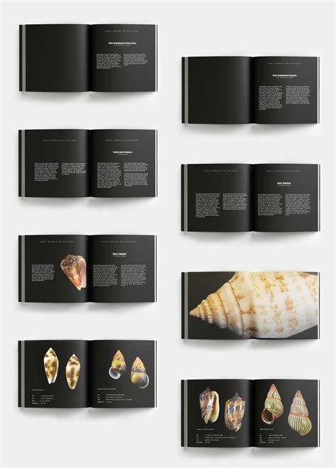 Image result for Seashell Collection