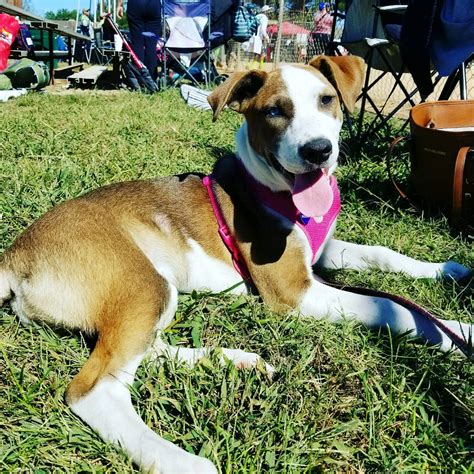 Hi, Is NTT Data is service based or product based company? Is it good ...