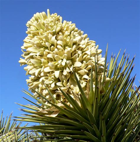 Yucca brevifolia (Joshua Tree) Seeds – NDG Botanicals