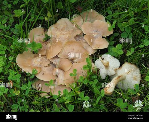 Lyophyllum decastes, fried chicken mushroom Stock Photo - Alamy