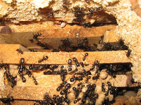 Signs Of Carpenter Ant Damage