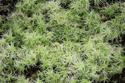 Live Sphagnum Moss