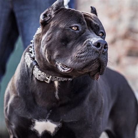 American Bully Xxl Black | 09rosaline