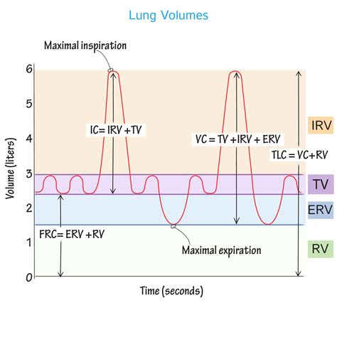 Physiology Glossary: Lung Volumes & Capacities | Draw It to Know It
