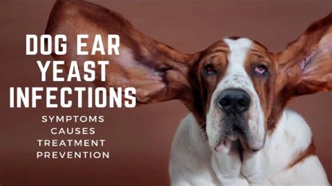 Dog Ear Yeast Infections: Amazing Symptoms, Causes, Treatment & Prevention
