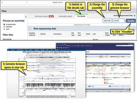 Image result for ENCODE Genome