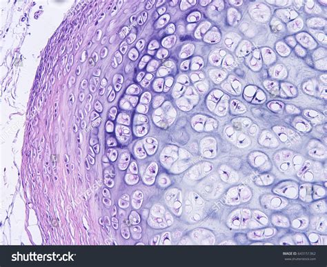 Elastic Cartilage Under Microscope