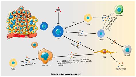 Drug Resistance in Colorectal Cancer: From Mechanism to Clinic