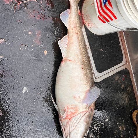 HOMER FISHING ADDICTION (2026) All You Need to Know BEFORE You Go (with ...