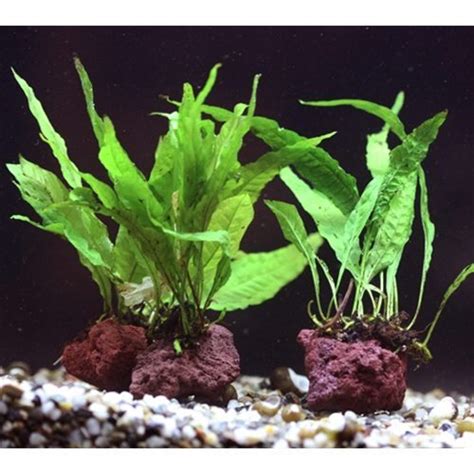 Image result for How to Glue Java Fern to Rocks