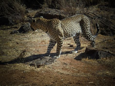 SOUTH RIFT GALAXY SAFARIS (2026) All You Need to Know BEFORE You Go ...