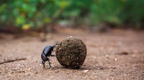 Top 10 Strongest Animals in the World by Strength - Animals Around The ...