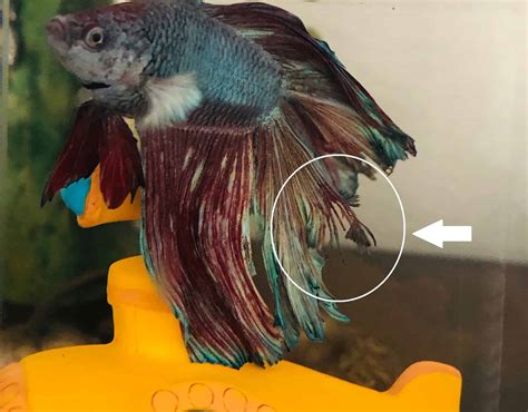 Betta Fish Fin Rot: How to Quickly Identify and Treat It - A-Z Animals