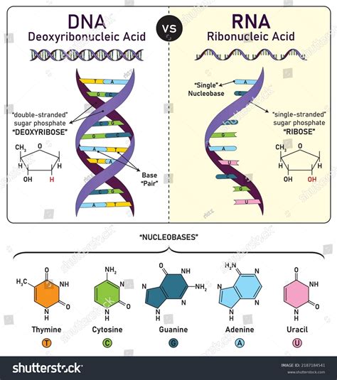 Image result for DNA Vs RNA Codons