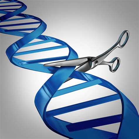 Gene editing improves muscle in mice with muscular dystrophy | National ...