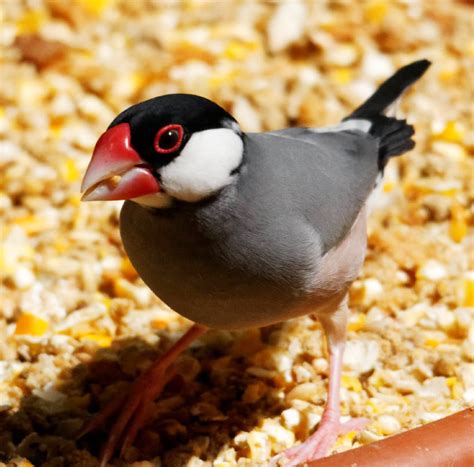 Image result for Elever Des Padda De Java