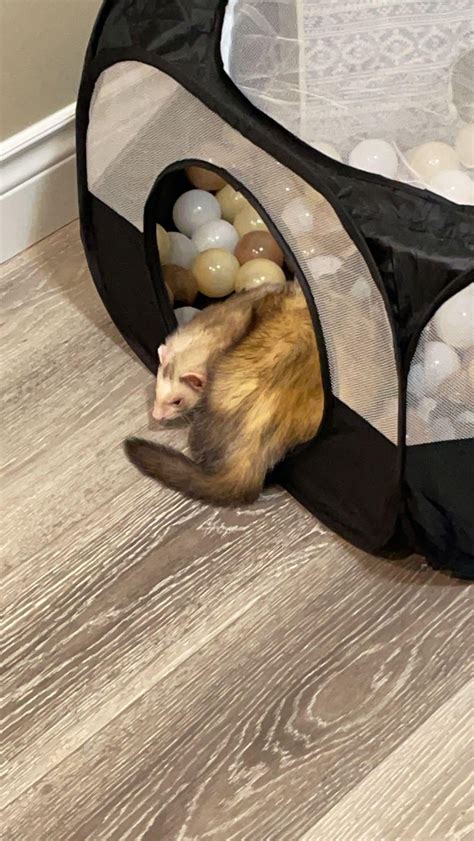 Weird sleeping positions🤭 : r/ferrets