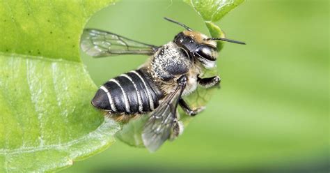 Image result for How to Control Leaf Cutter Bees