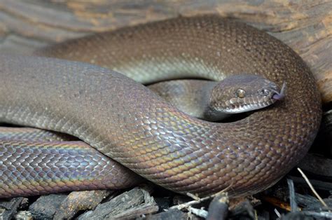 Image result for Keeping Spotted Python's