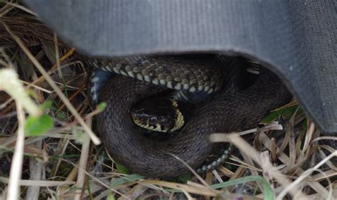 Home - Amphibian and Reptile Groups of the UK