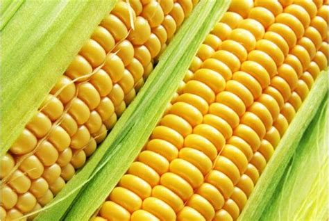 国审玉米品种十大名牌排行榜 - 农敢网