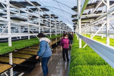 Image result for Fodder Making