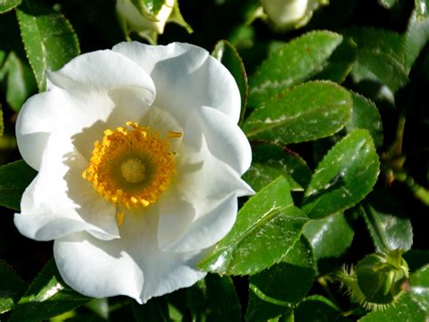 Cherokee Rose Official State Flower Free Stock Photo - Public Domain ...