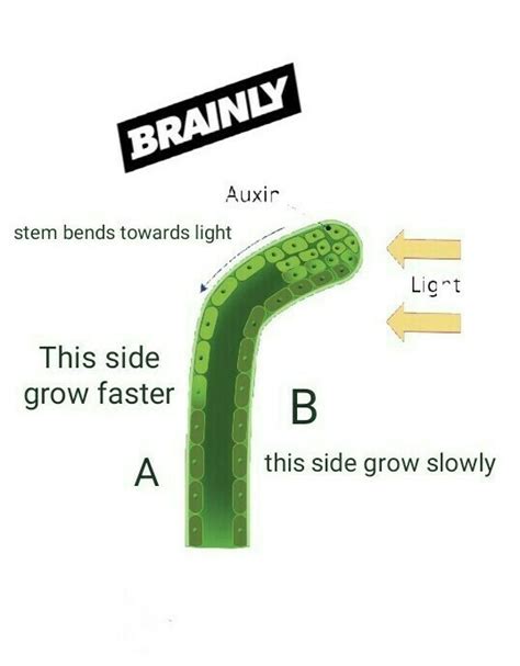 how does phototropism occur in plants describe an experiment to ...