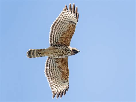 Red-shouldered Hawk - eBird