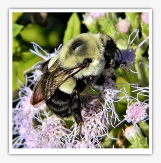 Image result for Bee Tecture Packs Minecraft