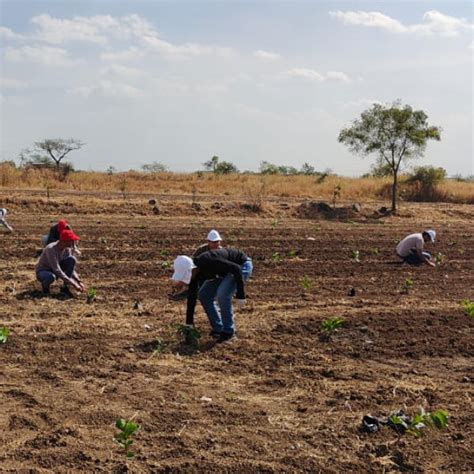 Azbil’s Agroforestry Action: Empowering Agroforests for a Sustainable ...