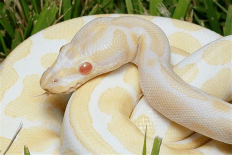 All You Should Know About Albino Ball Python Morphs