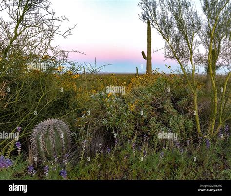 Desert shrubs, blue palo verde, and a young saguaro cactus in Picacho ...
