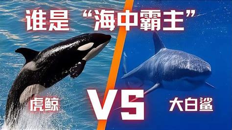 大白鲨和虎鲸，谁是“海中霸主”？虎鲸的智商远超你的想象？-动物视频-搜狐视频